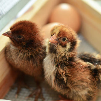 Chick Hatching for Schools
