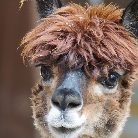 Chick Hatching for Schools Image 1