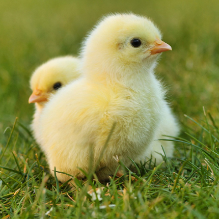 Chick Hatching for Schools Image 2