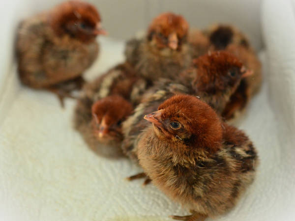 Chick Hatching for Schools